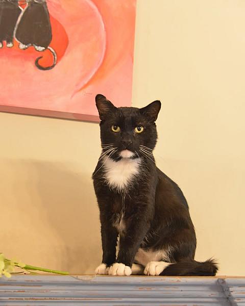 Kattenpraat bericht van 25 juli 2026