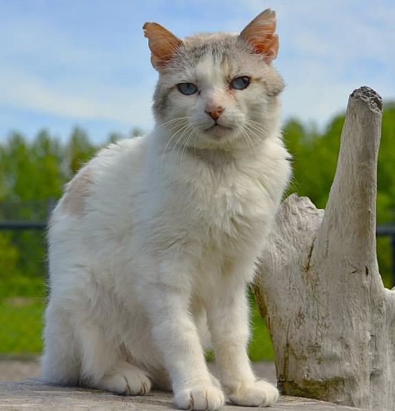 Kattenpraat bericht van 25 juli 2026