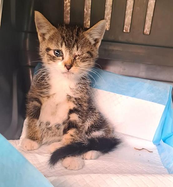 Kattenpraat bericht van 26 juli 2026
