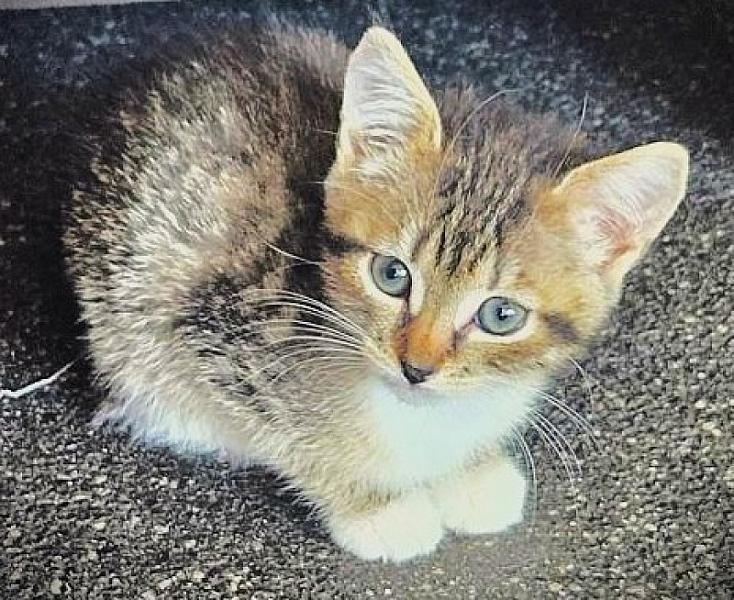 Kattenpraat bericht van 27 juli 2026