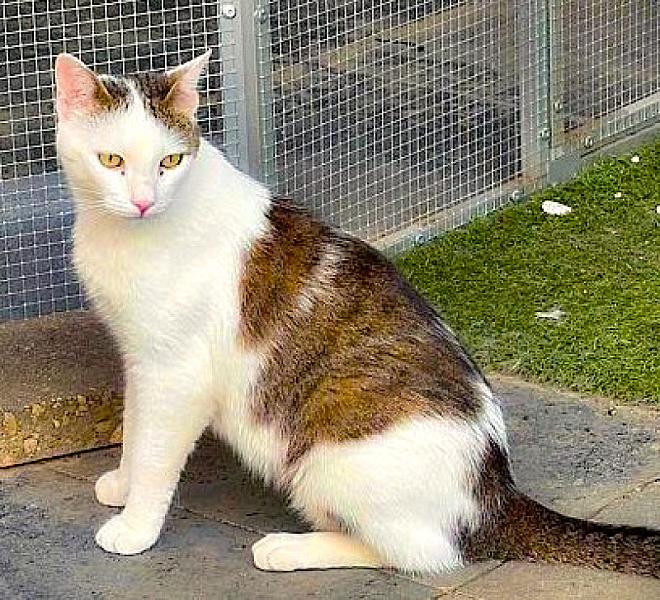 Kattenpraat bericht van 27 juli 2026