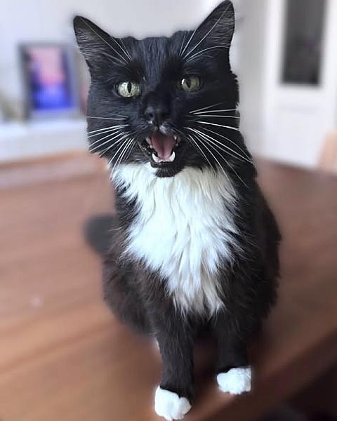 Kattenpraat bericht van 28 juli 2026
