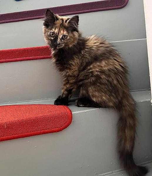 Kattenpraat bericht van 29 juli 2026