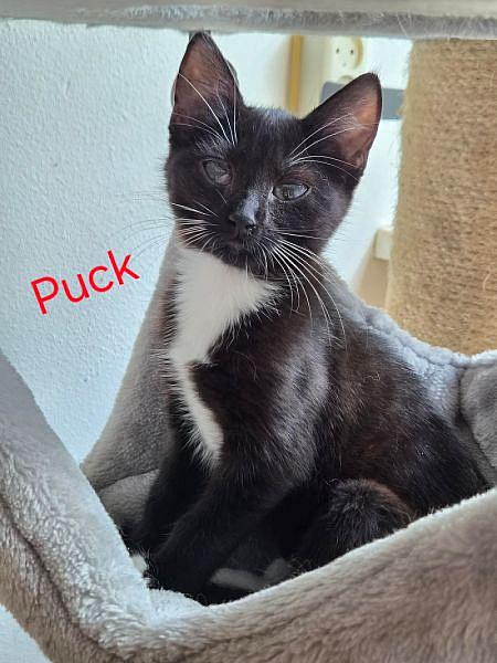 Puck