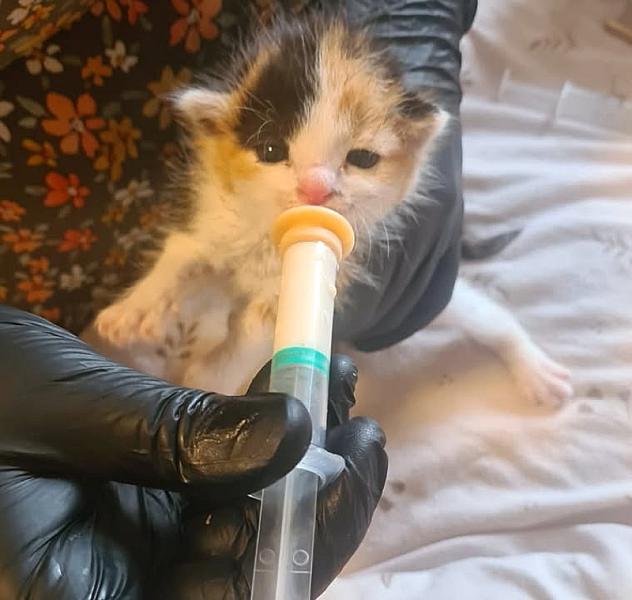Kattenpraat