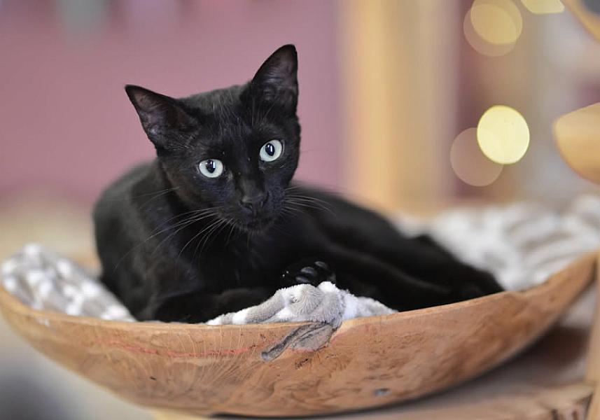 Kattenpraat bericht van 1 augustus 2026
