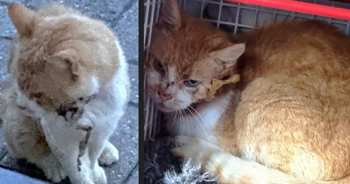 Kattenpraat bericht van 1 augustus 2026