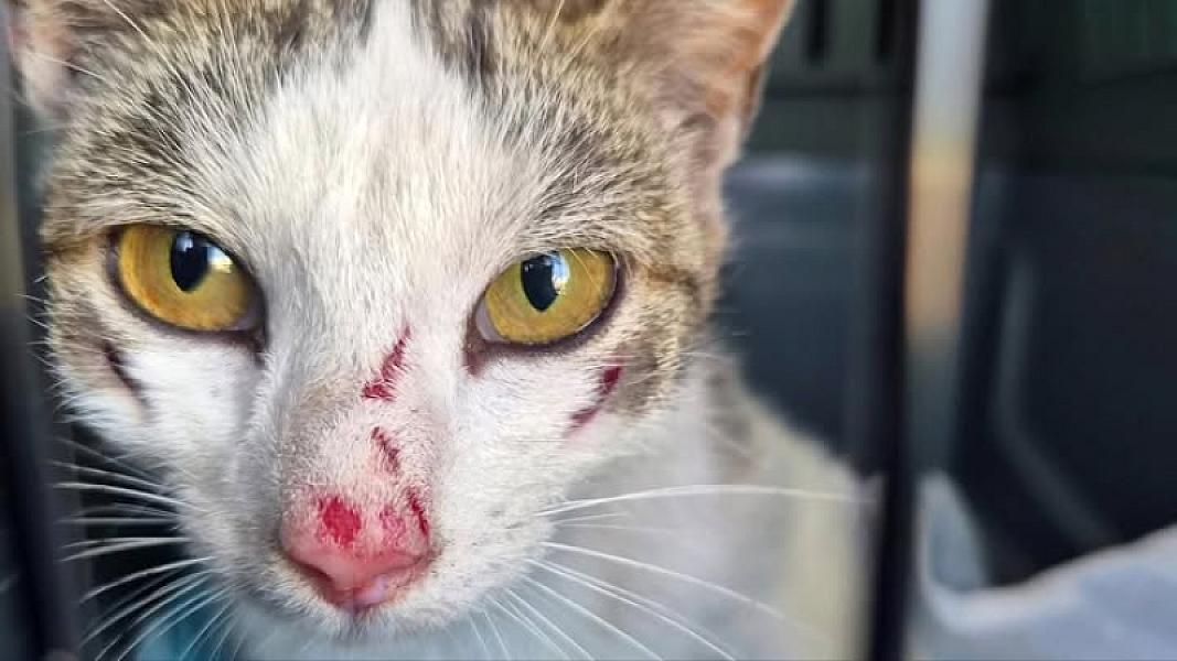 Kattenpraat bericht van 2 augustus 2026