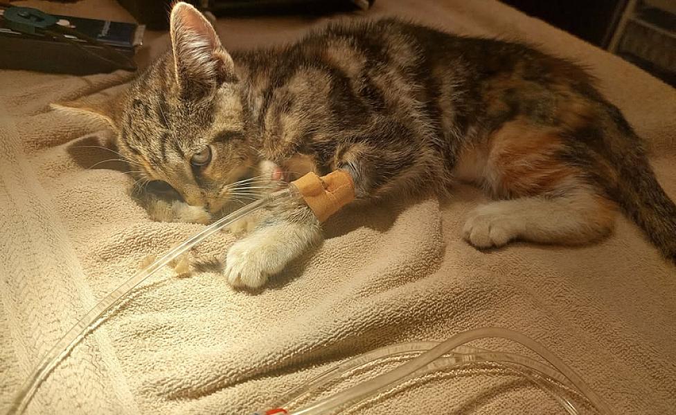 Kattenpraat bericht van 3 augustus 2026
