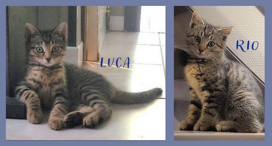 Kattenpraat bericht van 3 augustus 2026
