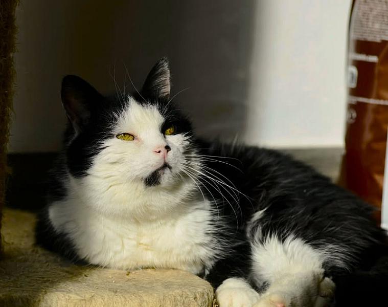 Kattenpraat bericht van 4 augustus 2026