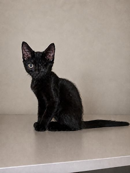 Coco