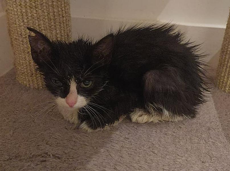 Kattenpraat bericht van 5 augustus 2026