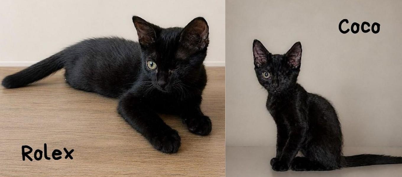 Kattenpraat bericht van 6 augustus 2026