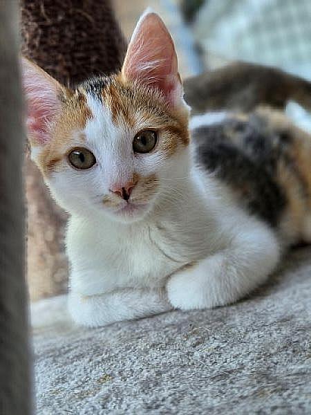Kattenpraat bericht van 7 augustus 2026