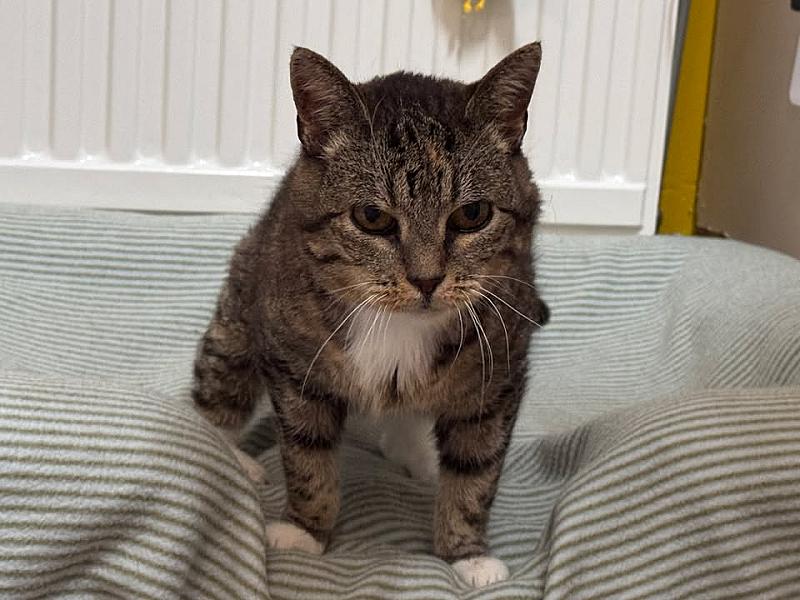 Kattenpraat bericht van 7 augustus 2026