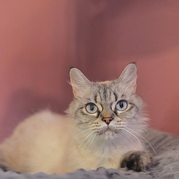 Kattenpraat bericht van 8 augustus 2026