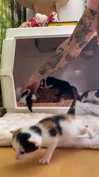 Kattenpraat bericht van 8 augustus 2026