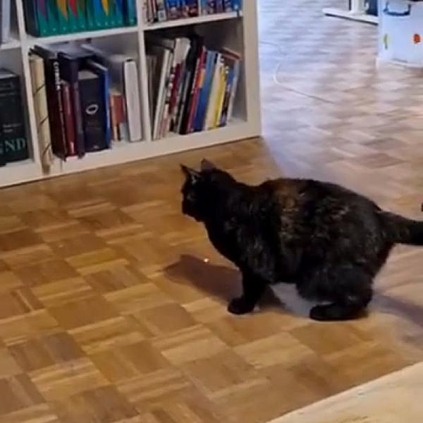 Kattenpraat bericht van 11 augustus 2026