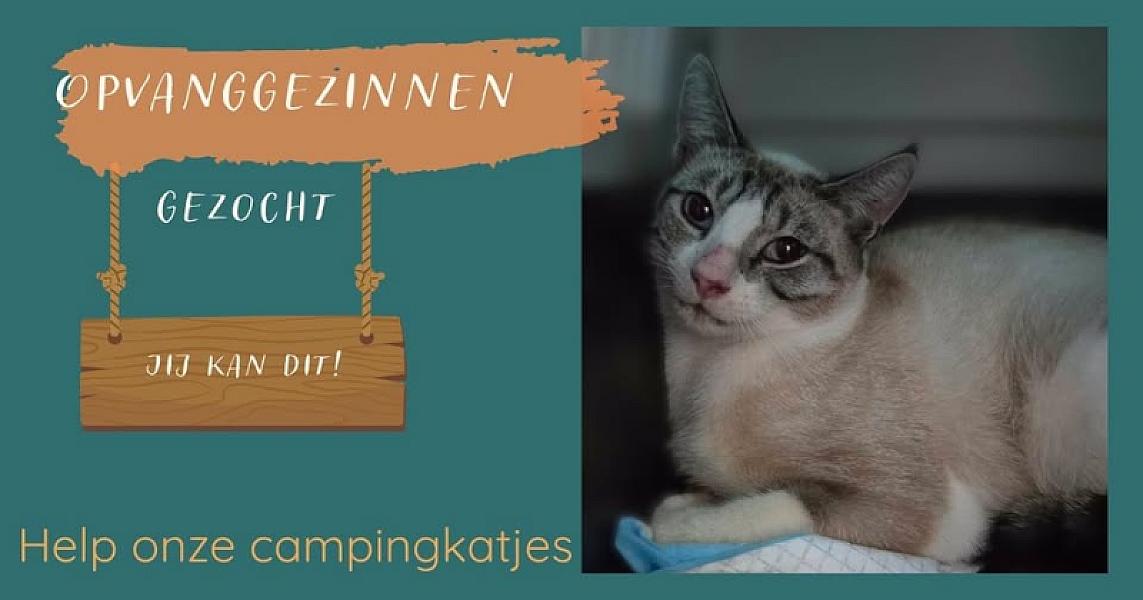 Kattenpraat bericht van 11 augustus 2026