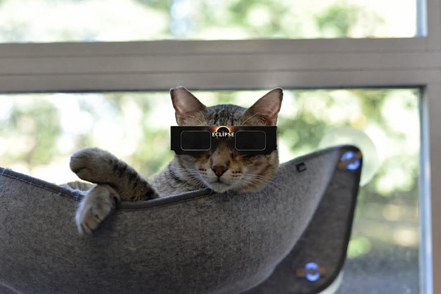 Kattenpraat bericht van 12 augustus 2026