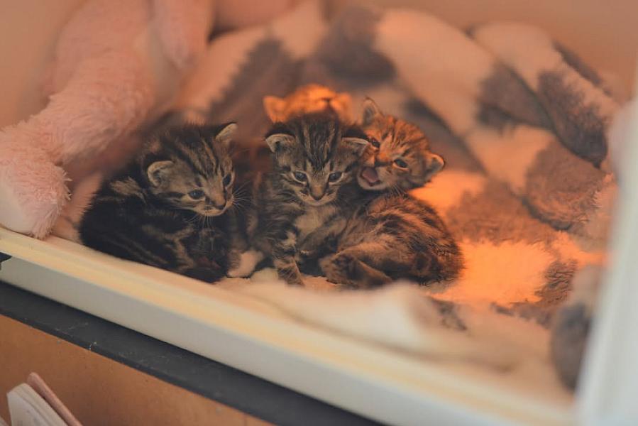 Kattenpraat bericht van 13 augustus 2026