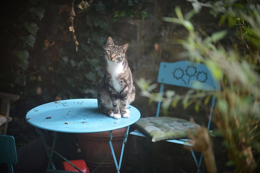 Kattenpraat bericht van 13 augustus 2026