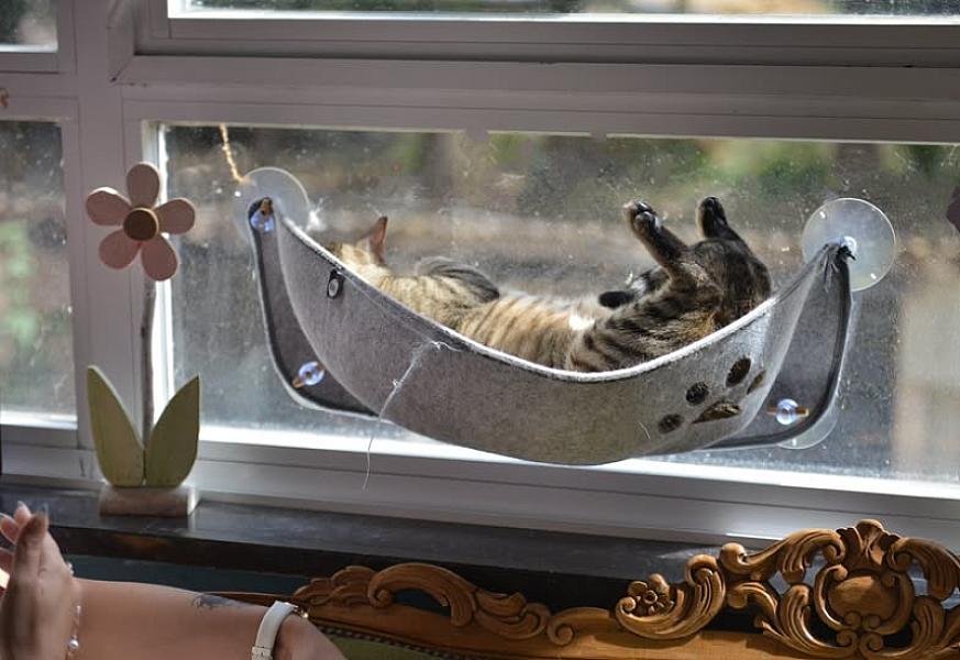 Kattenpraat bericht van 15 augustus 2026