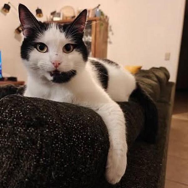 Kattenpraat bericht van 16 augustus 2026