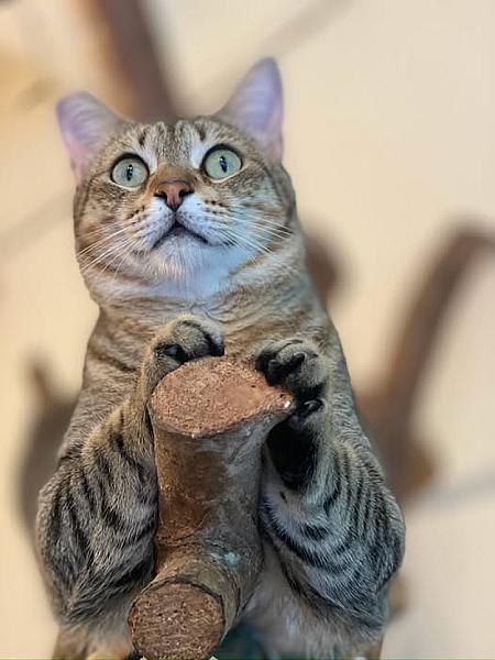 Kattenpraat bericht van 17 augustus 2026