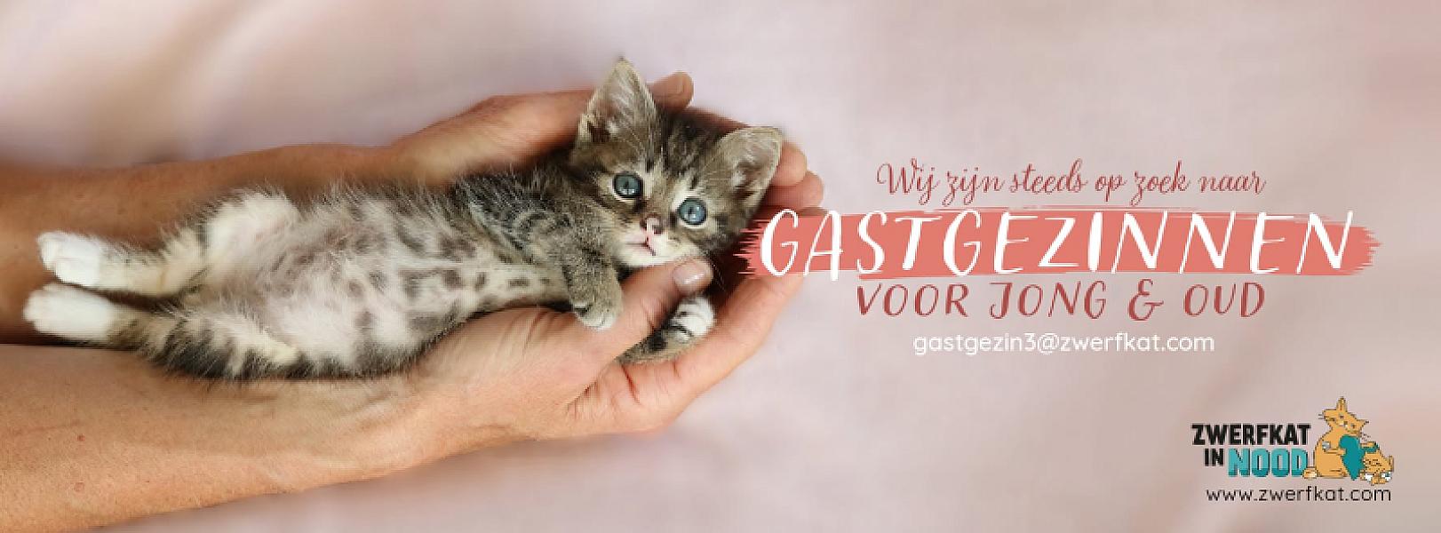 Kattenpraat bericht van 17 augustus 2026