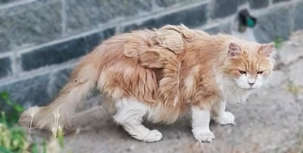 Kattenpraat bericht van 18 augustus 2026