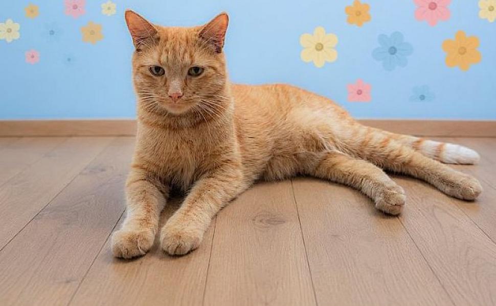Kattenpraat bericht van 19 augustus 2026