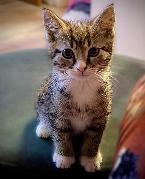 Kattenpraat bericht van 20 augustus 2026