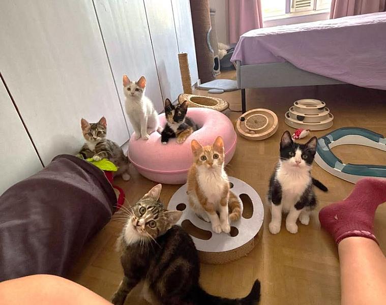 Kattenpraat bericht van 21 augustus 2026