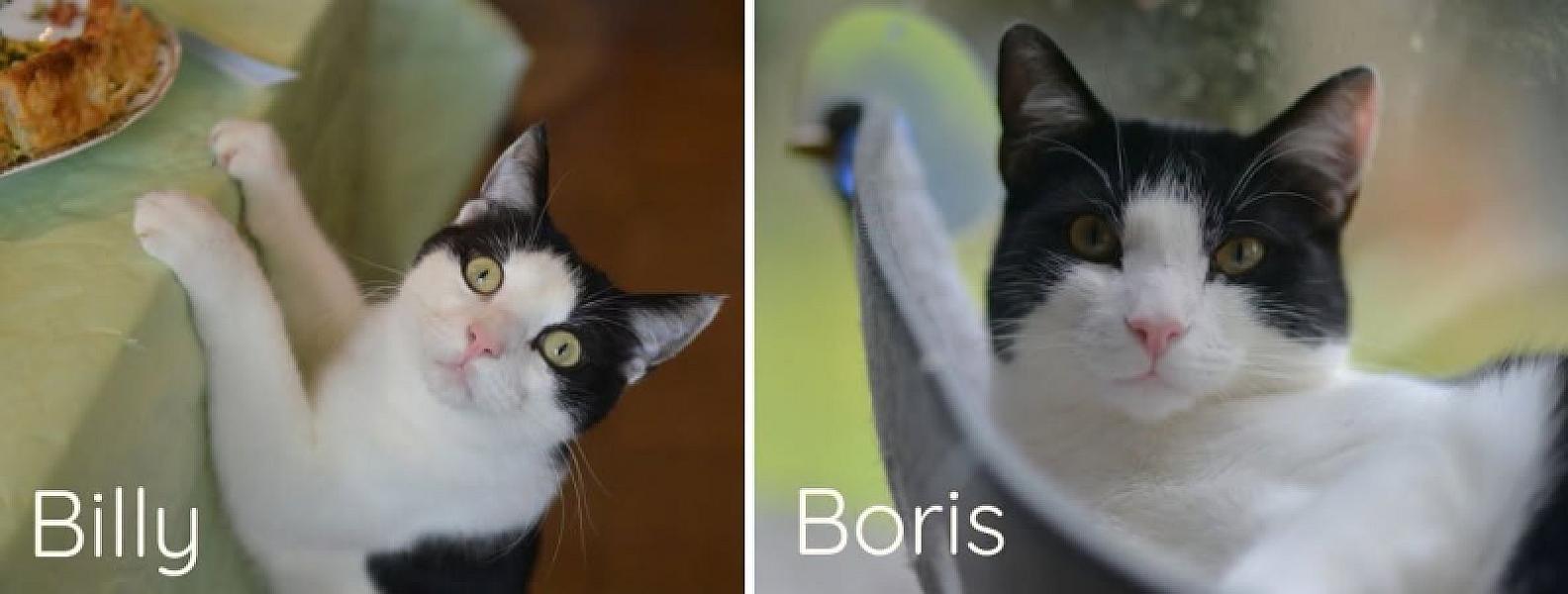 Kattenpraat bericht van 21 augustus 2026