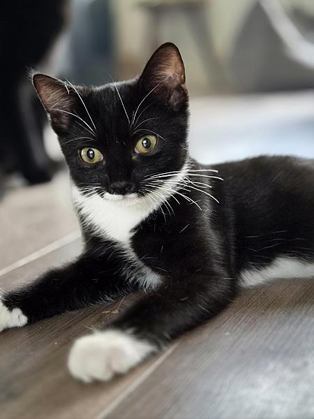 Zola
