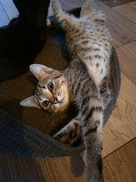 Lyra