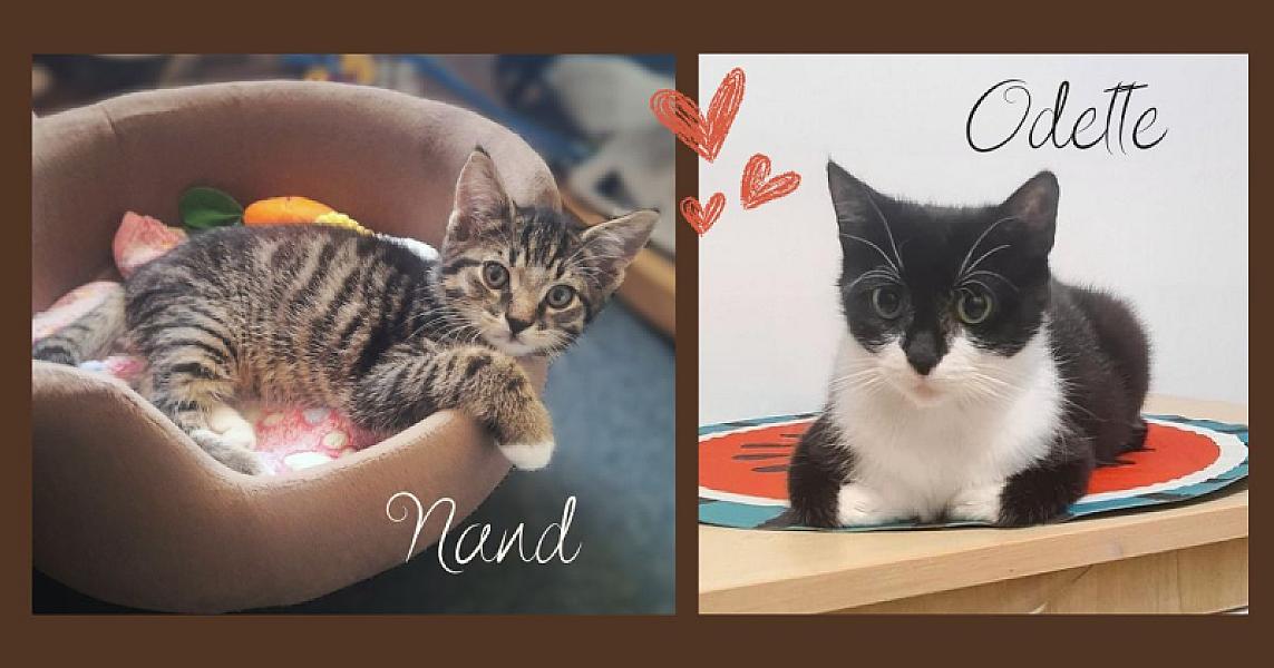Kattenpraat bericht van 22 augustus 2026