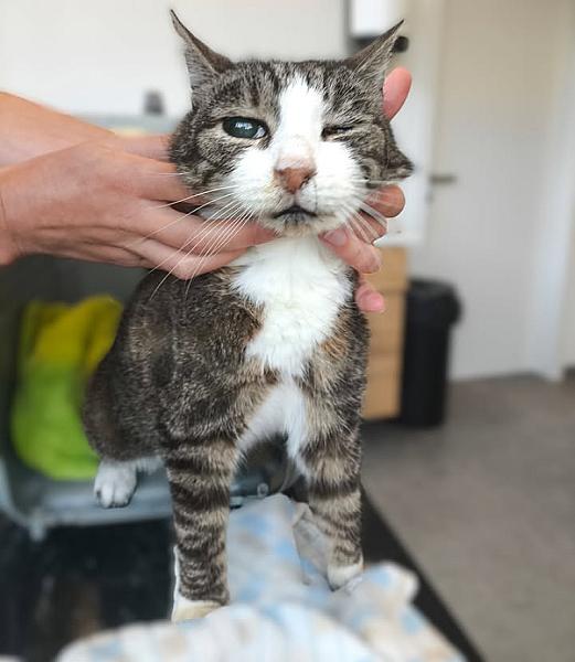 Kattenpraat bericht van 23 augustus 2026