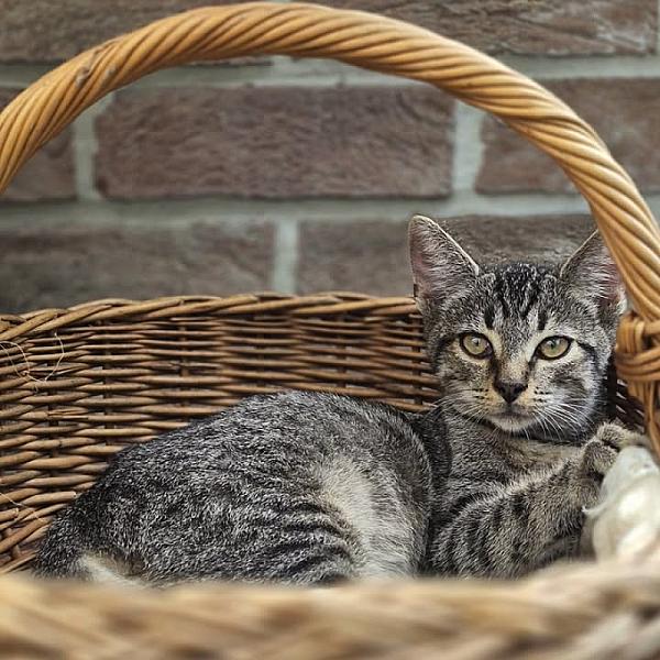 Kattenpraat bericht van 23 augustus 2026