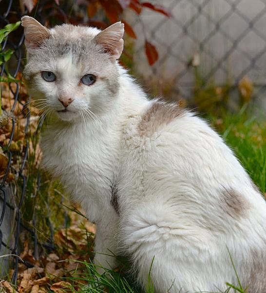 Kattenpraat bericht van 24 augustus 2026