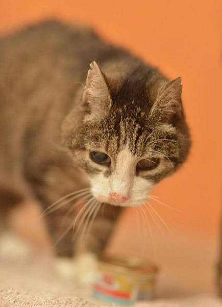 Kattenpraat bericht van 25 augustus 2026