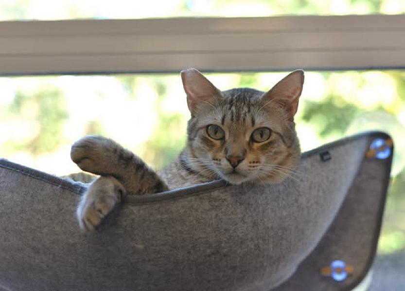 Kattenpraat bericht van 25 augustus 2026