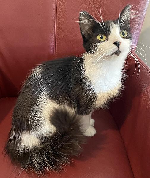 Jet
