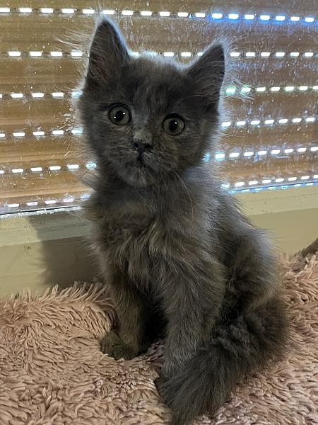 Frodo