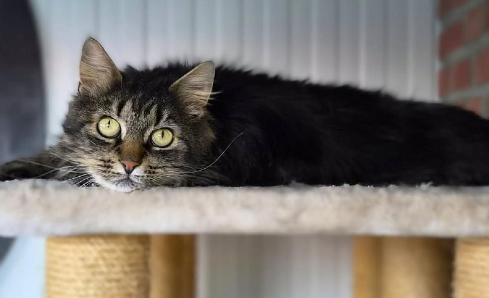 Kattenpraat bericht van 26 augustus 2026