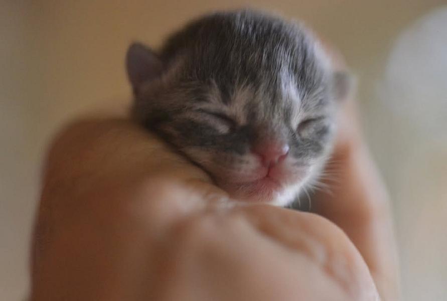 Kattenpraat bericht van 27 augustus 2026