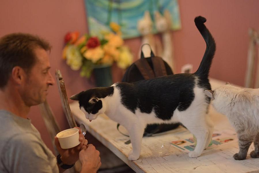 Kattenpraat bericht van 29 augustus 2026