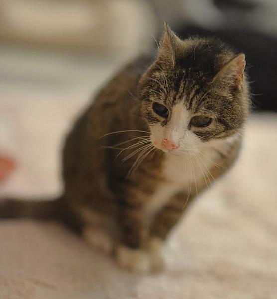 Kattenpraat bericht van 29 augustus 2026